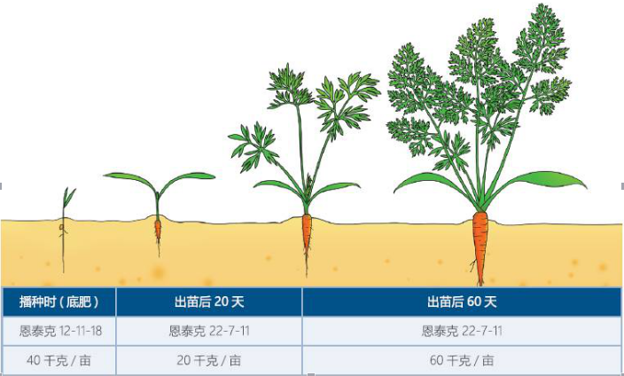胡萝卜施肥推荐